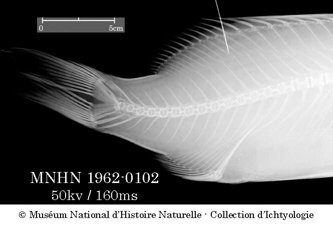 Lutjanus agennes Bleeker, 1863